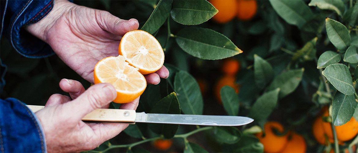 Sustainability orange opened with knife