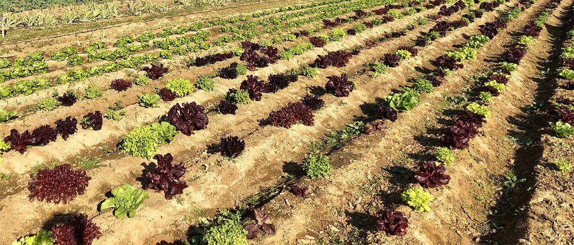 Sustainability farm crop