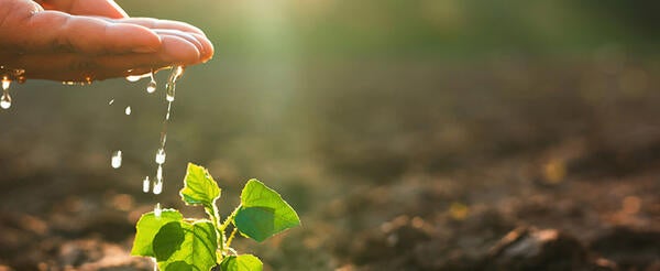 watering tiny plant with hand